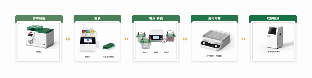 WB实验流程图 20260514(1).jpg WB实验流程图 20260514(1).jpg