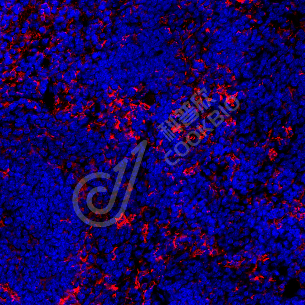 3 K133798_TLR9_red_34117011806_d300_M spleen_40.0x_IF.jpg