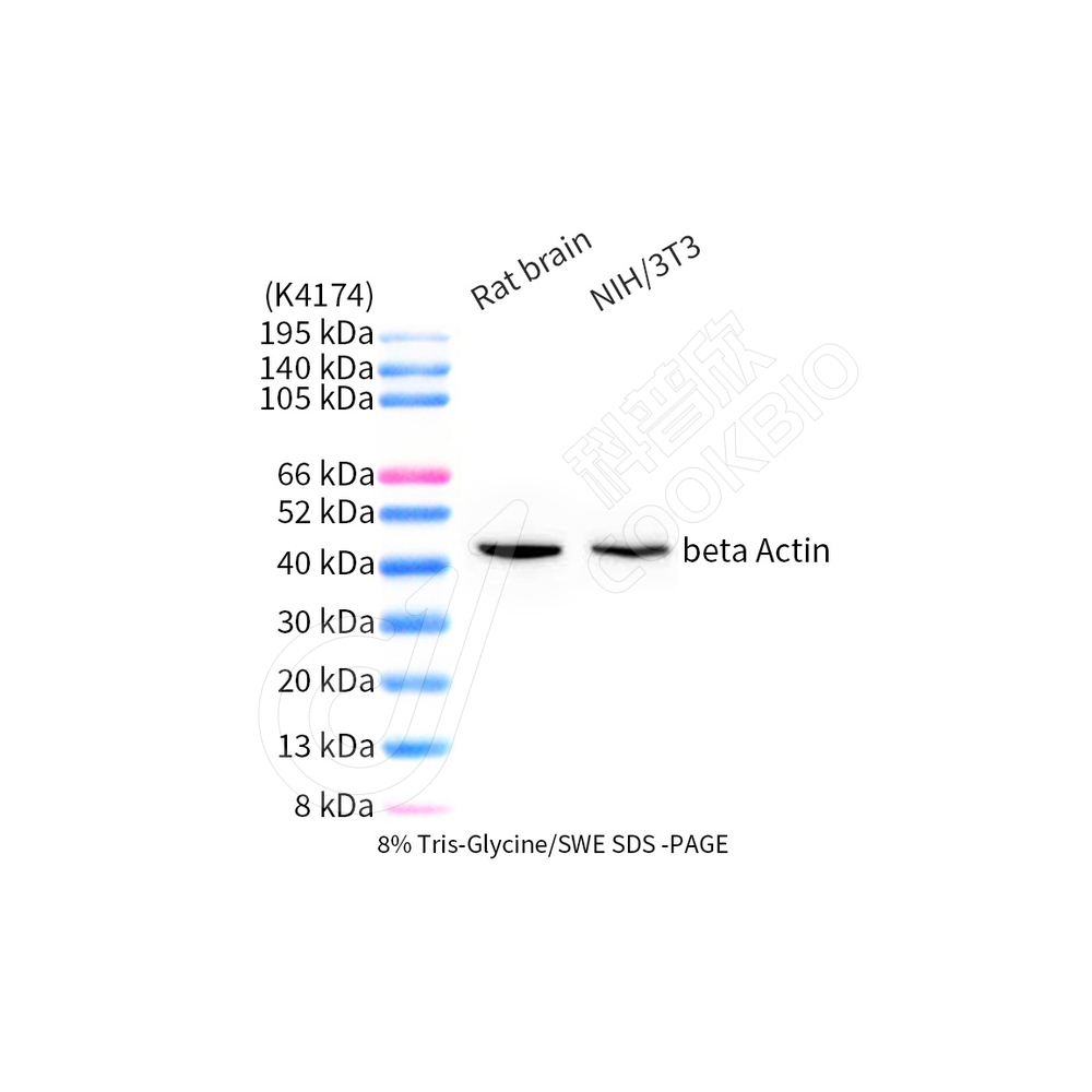 KZ545003-HRP_beta Actin_d3000_WB(1).jpg