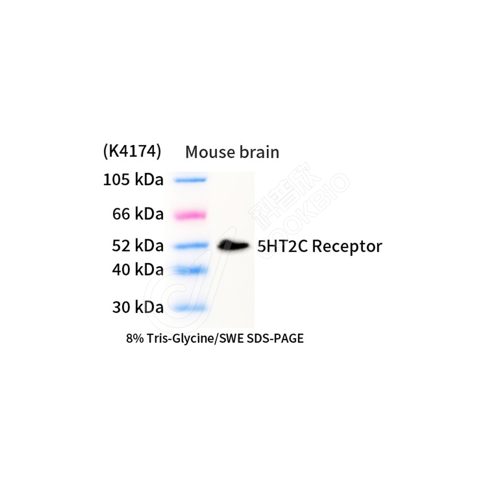 5HT2C Receptor_d1000_WB