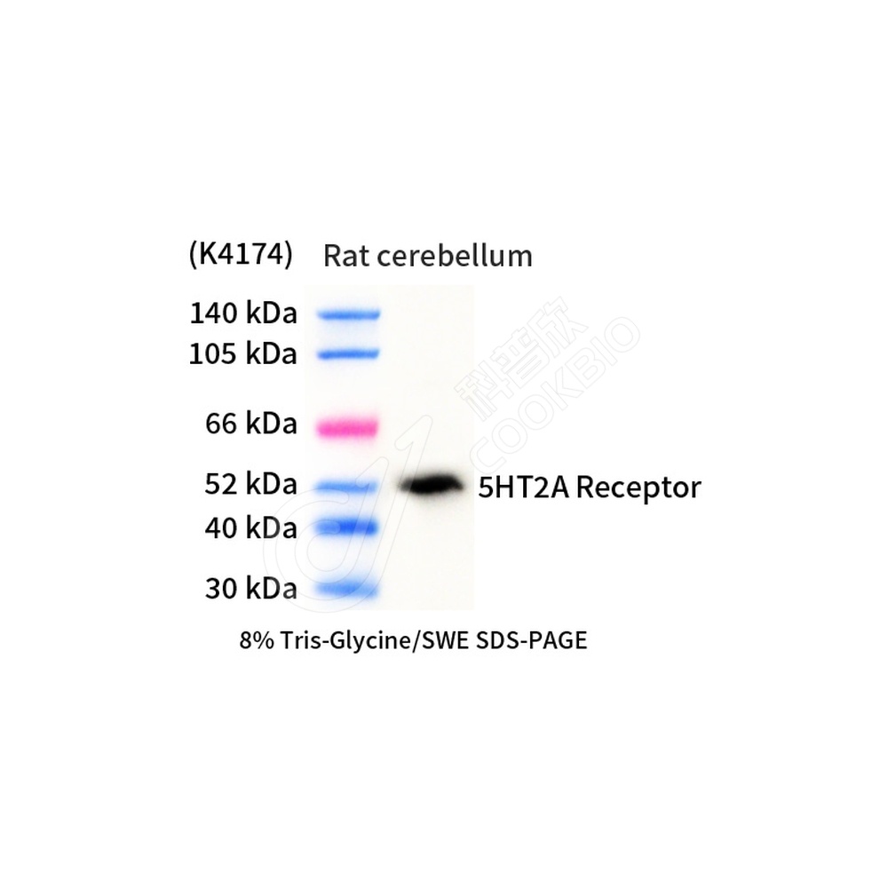 5HT2A Receptor_d1000_WB