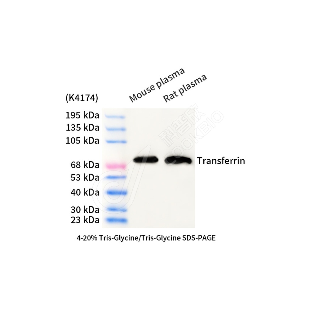 Transferrin_d2000_WB
