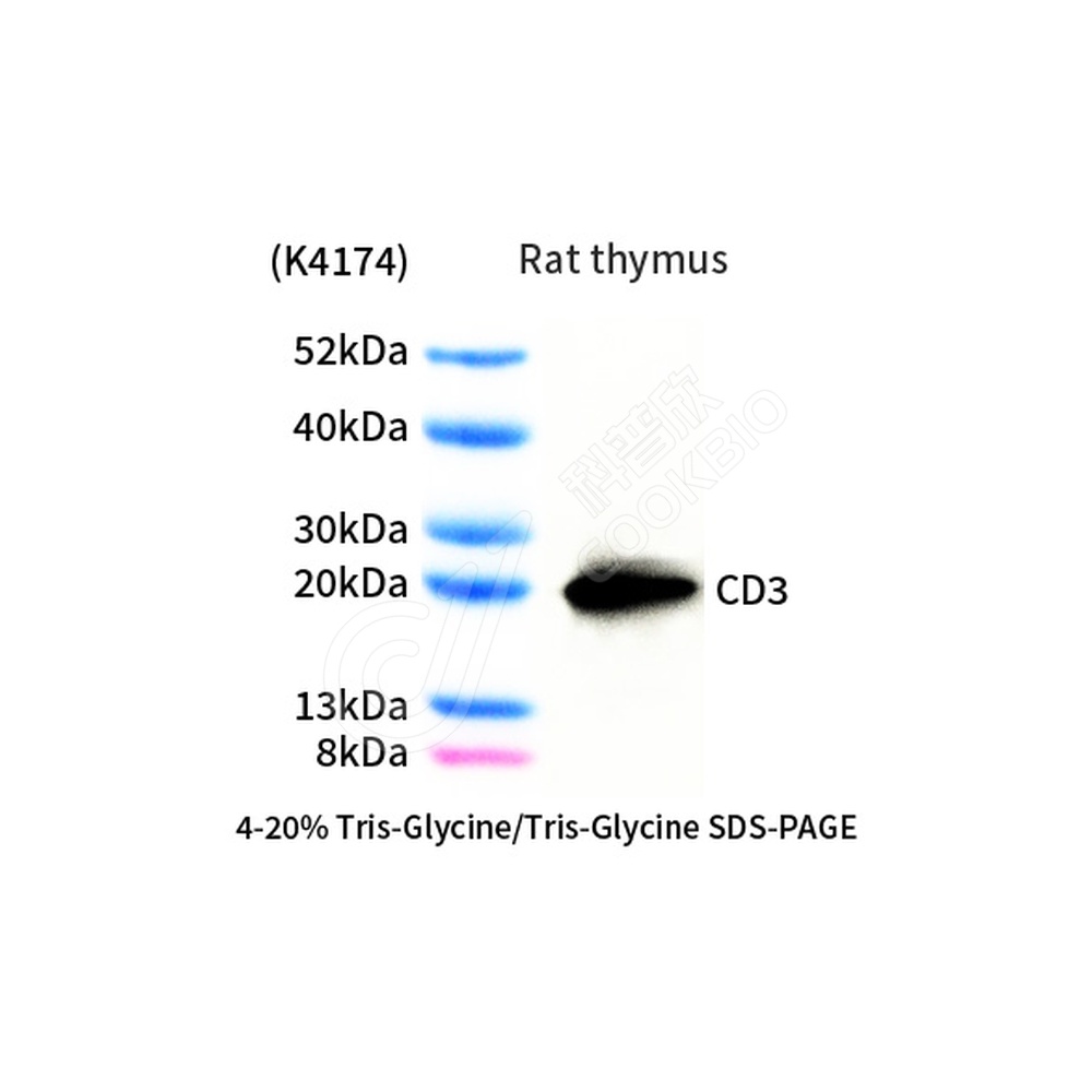 CD3_d1000_WB