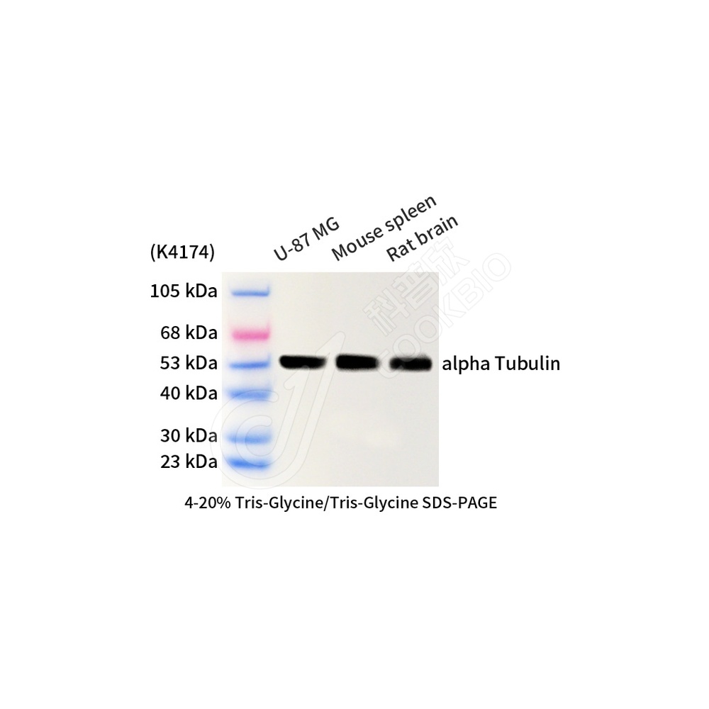 alpha Tubulin_d3000_WB