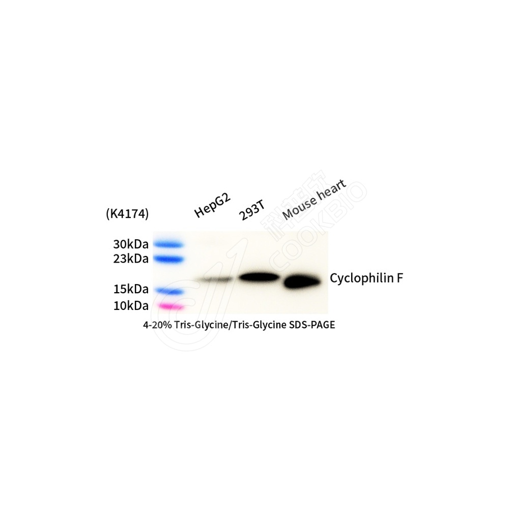 Cyclophilin F_d1000_WB