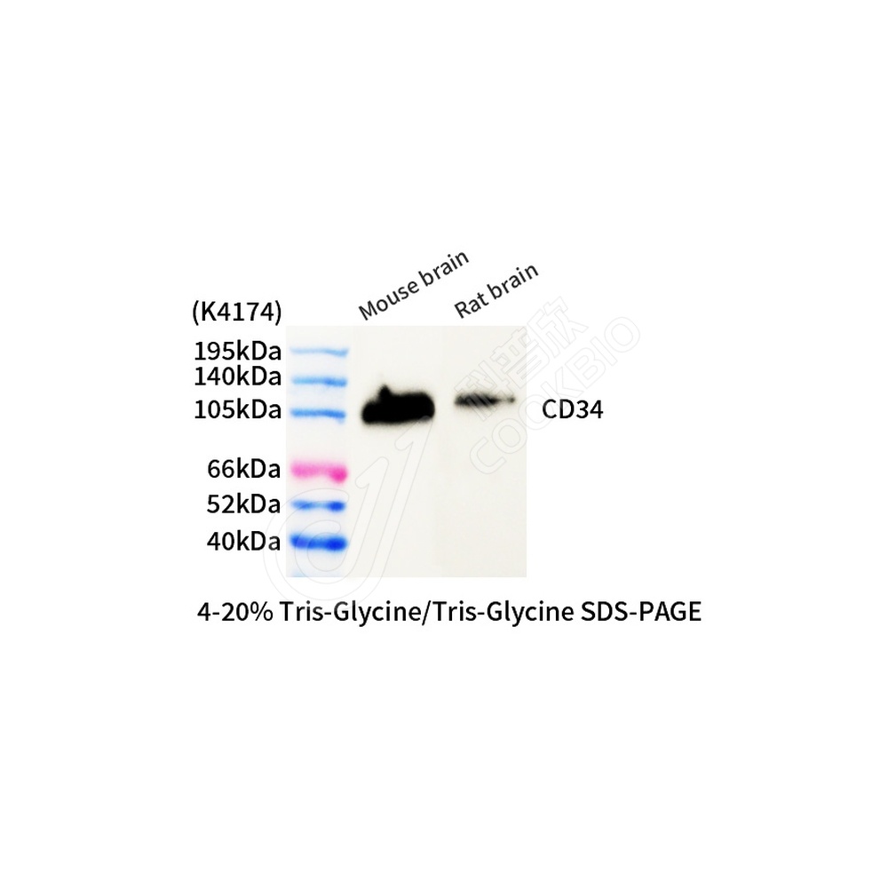 CD34_d500_WB