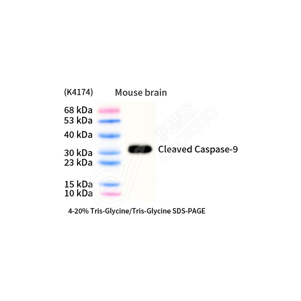 Caspase-9_d1000_WB