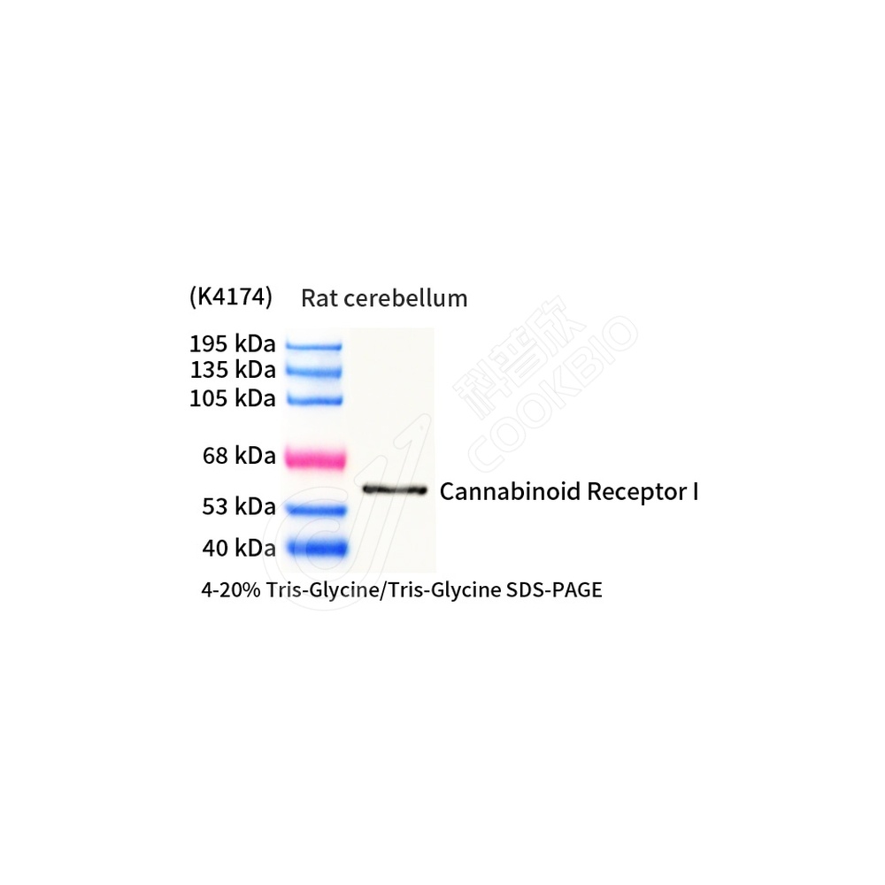 Cannabinoid Receptor I_d1000_WB