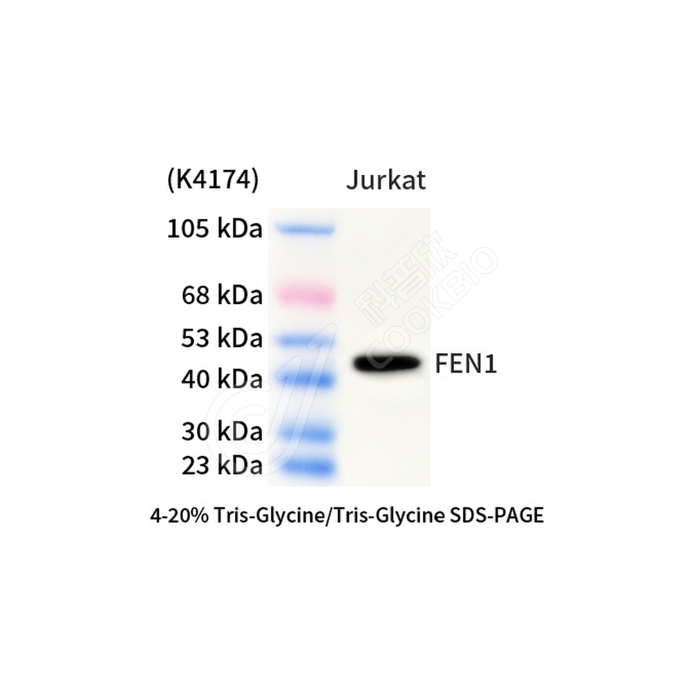 FEN1_d1000_WB