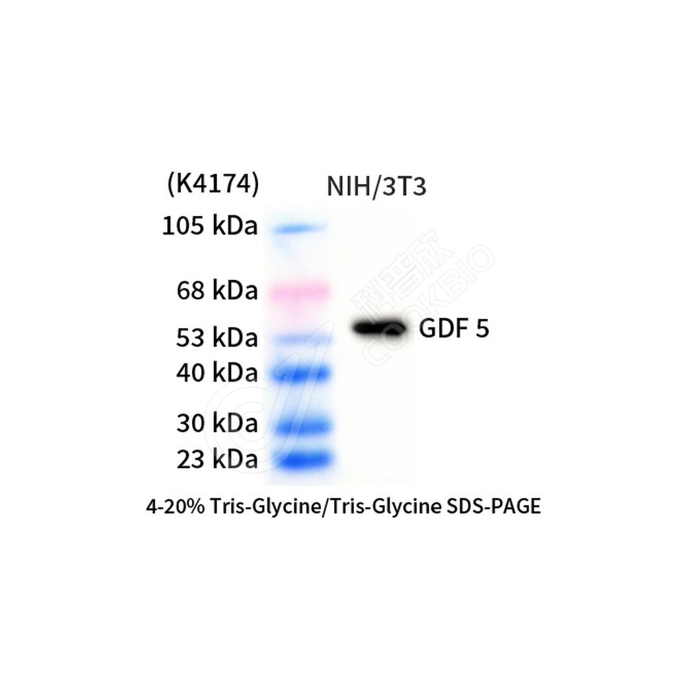 GDF5_d1000_WB