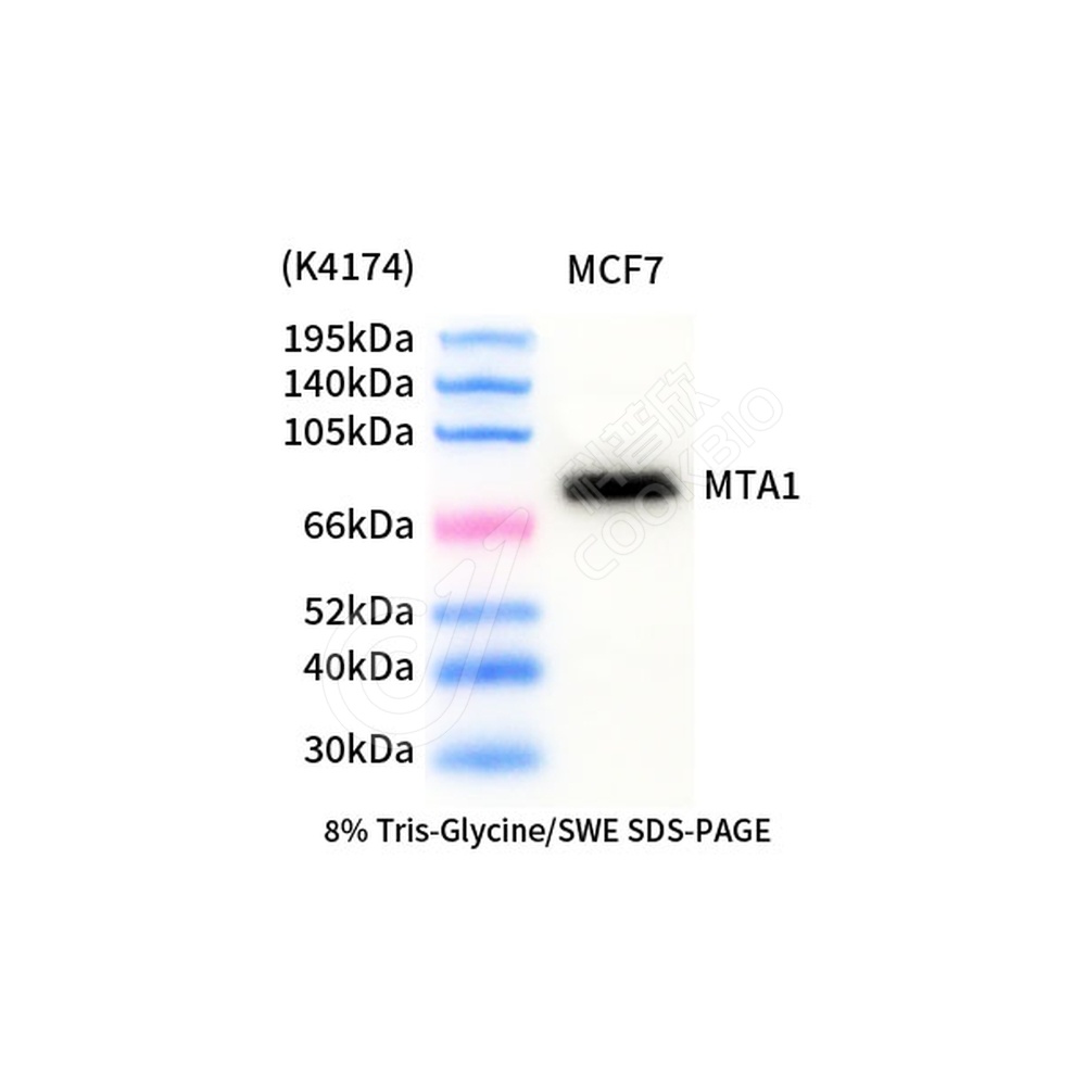 MTA1_d1000_WB