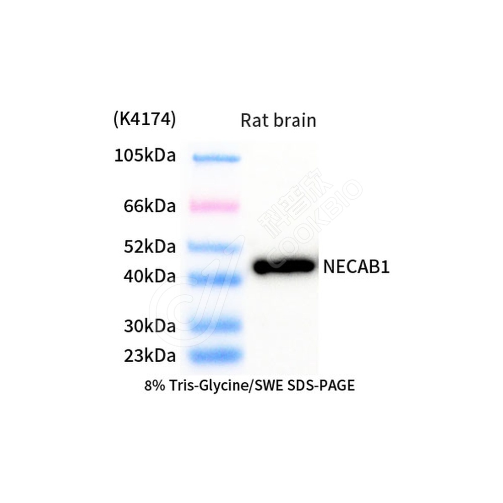 NECAB1_d1000_WB