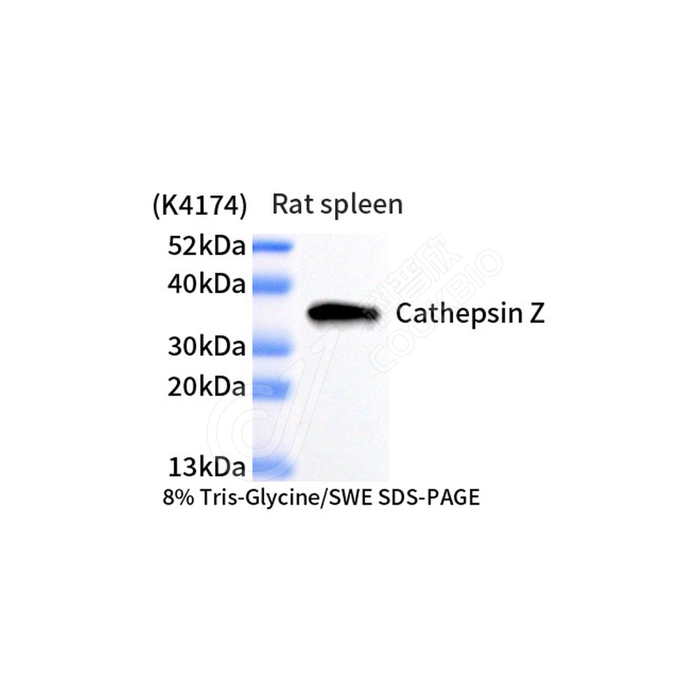 Cathepsin Z_WB
