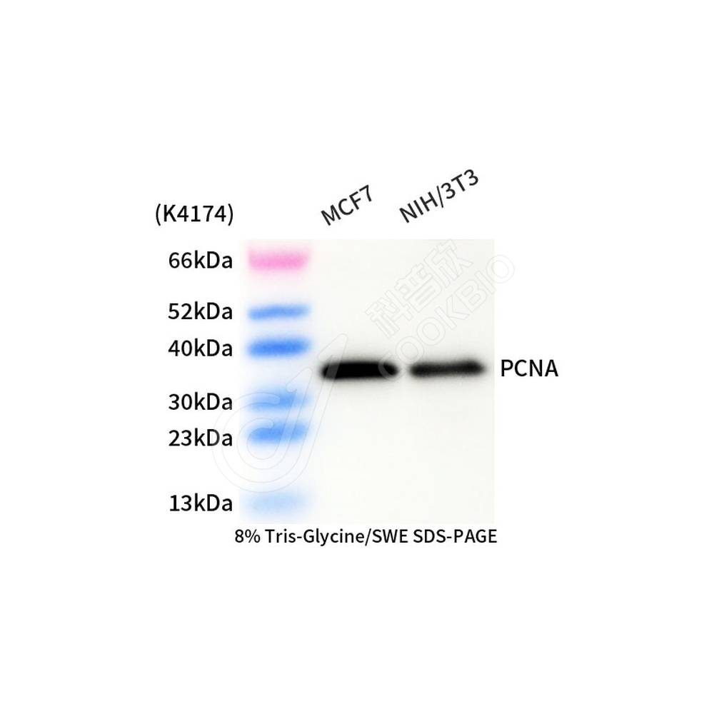 PCNA_d1000_WB