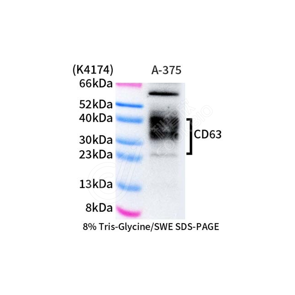 CD63_WB