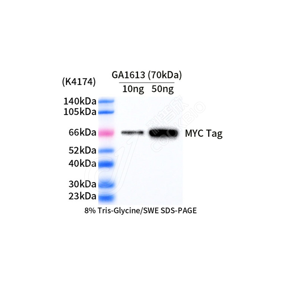 MYC Tag_d1000_WB