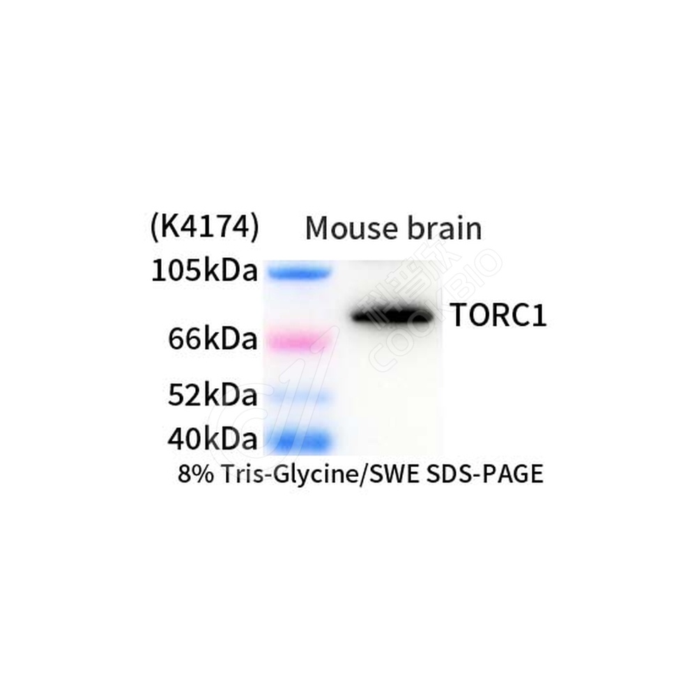 TORC1_d1000_WB