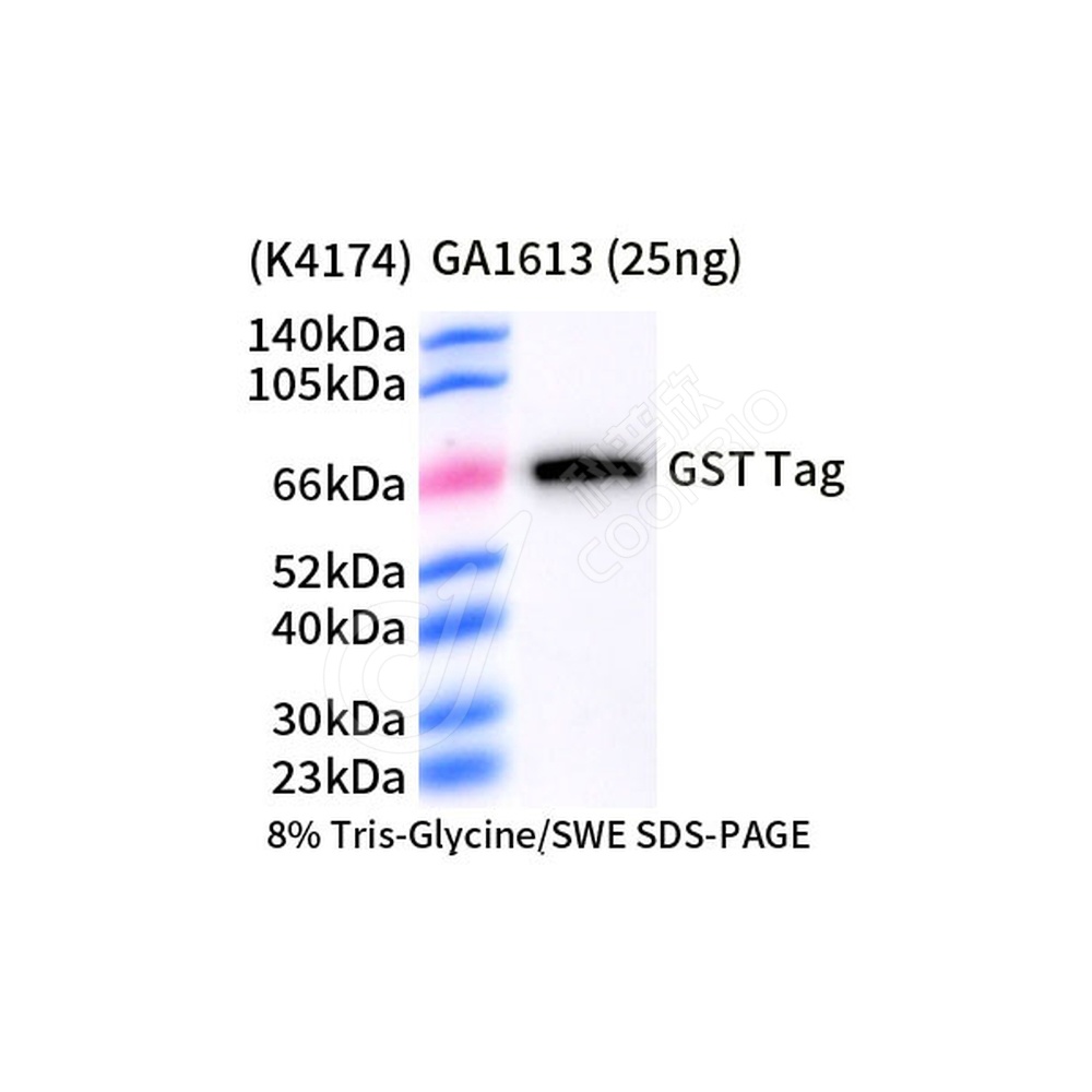 GST Tag_d1000_WB