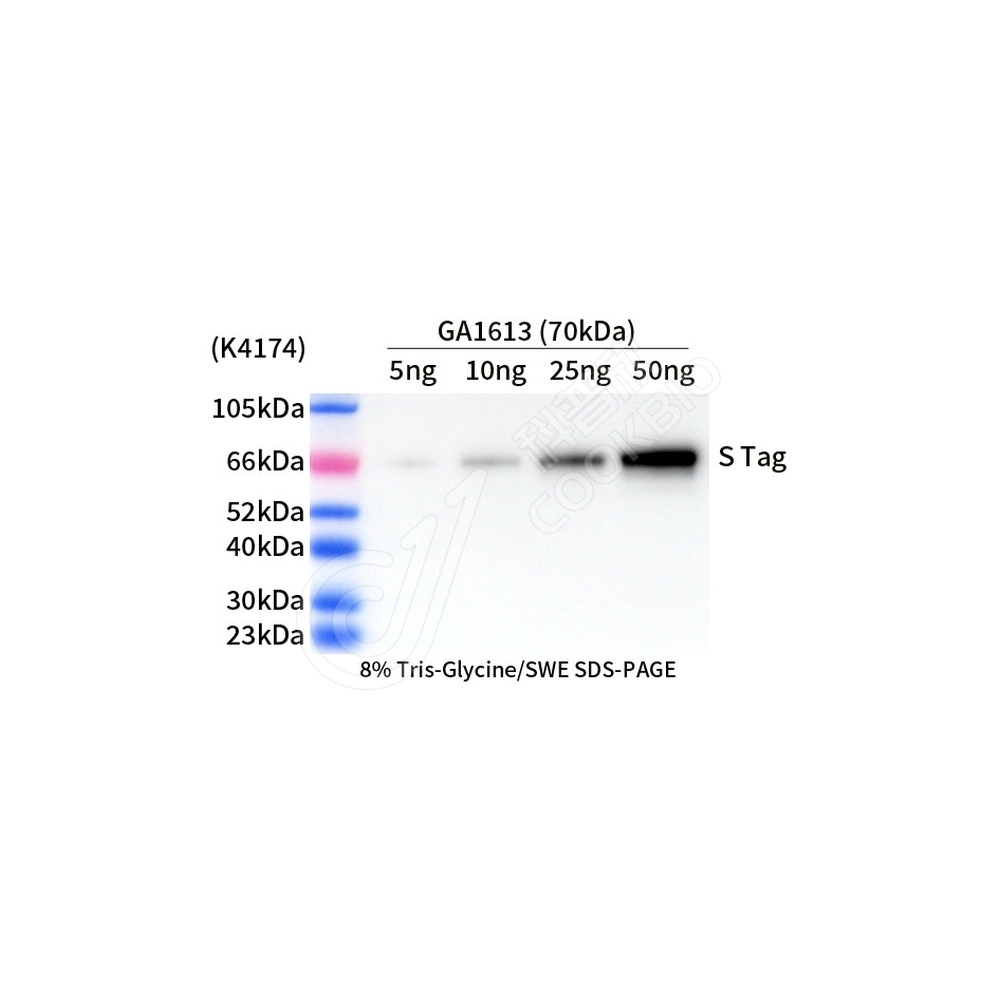S Tag_d1000_WB
