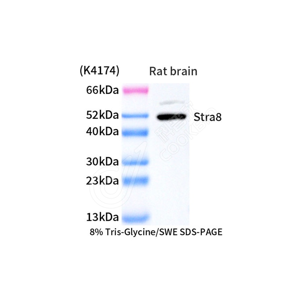 Stra8_d1000_WB
