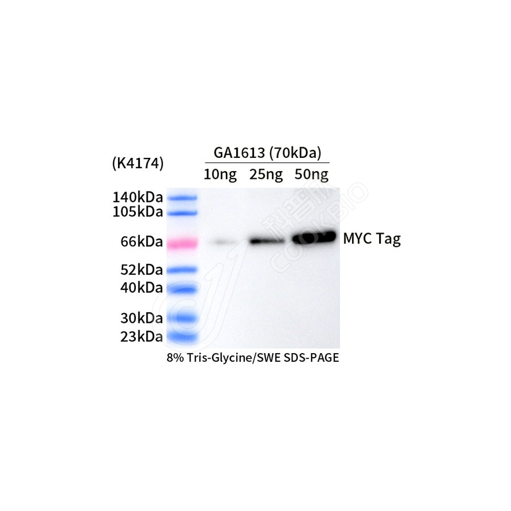 MYC Tag_d1000_WB