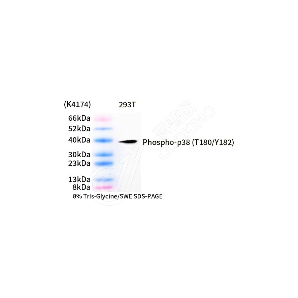 Phospho-p38_d1000_WB