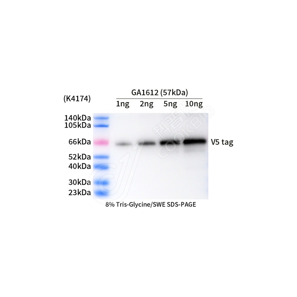 V5 tag_d1000_WB
