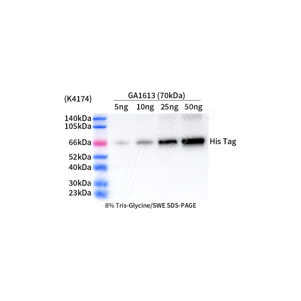 His Tag_d1000_WB