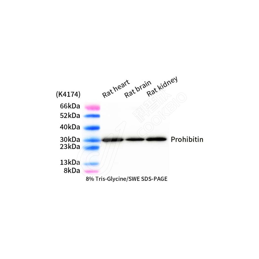 Prohibitin_d1000_WB