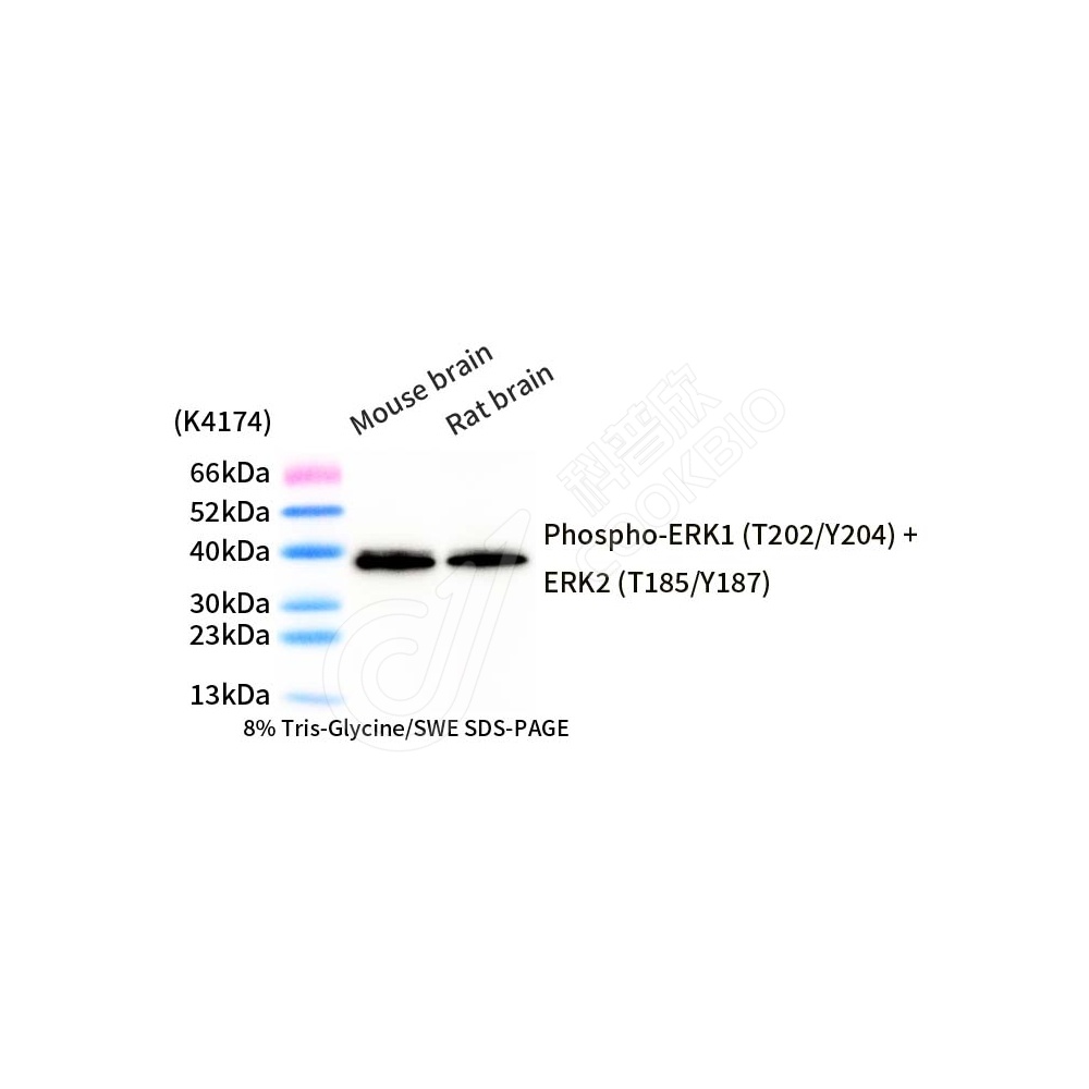 Phospho-ERK1+ERK2_d500_WB
