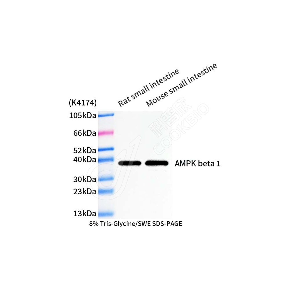 AMPK beta 1_WB