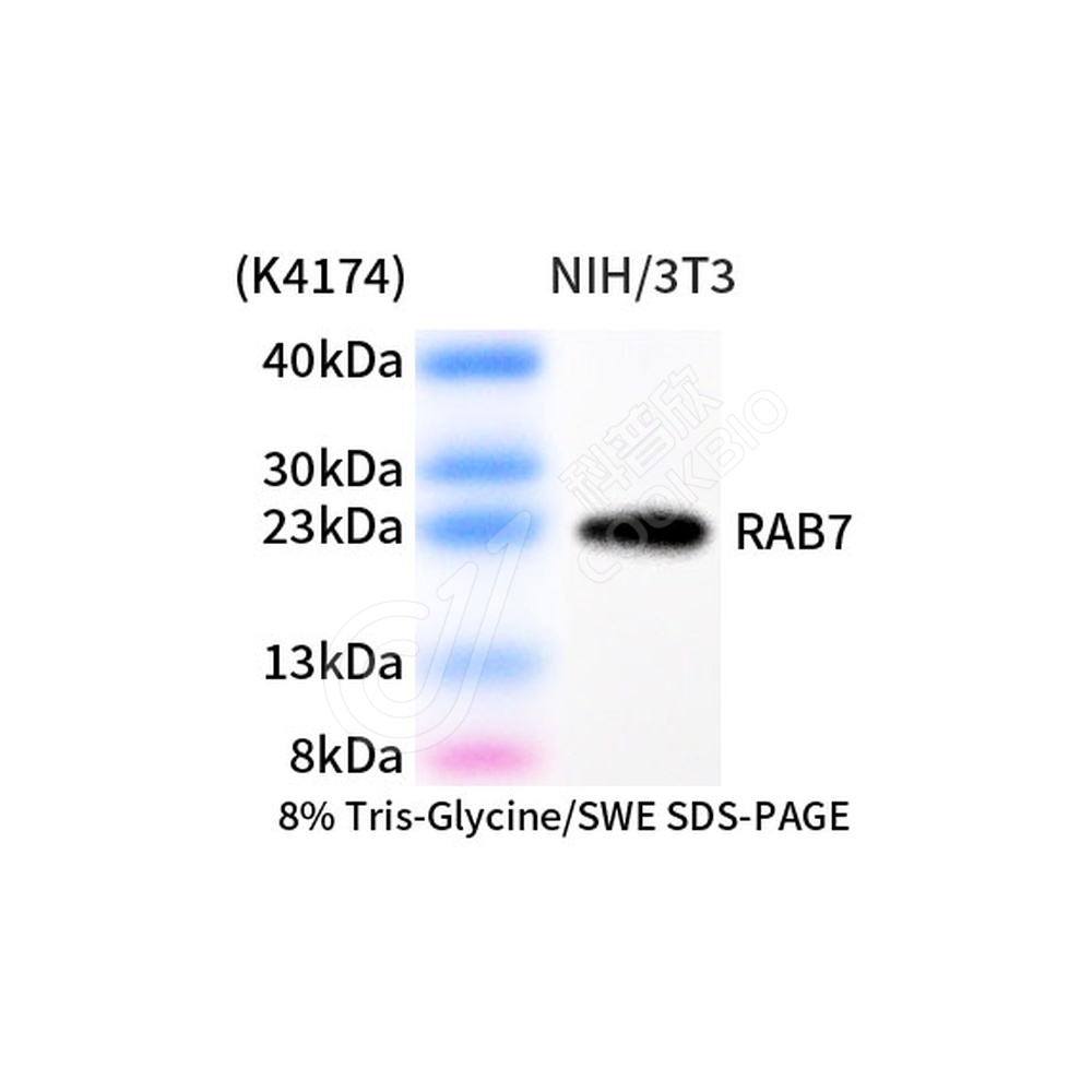 RAB7_d1000_WB