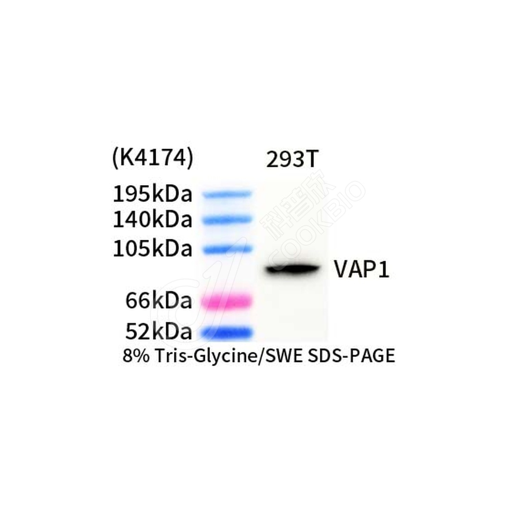 VAP1_d1000_WB