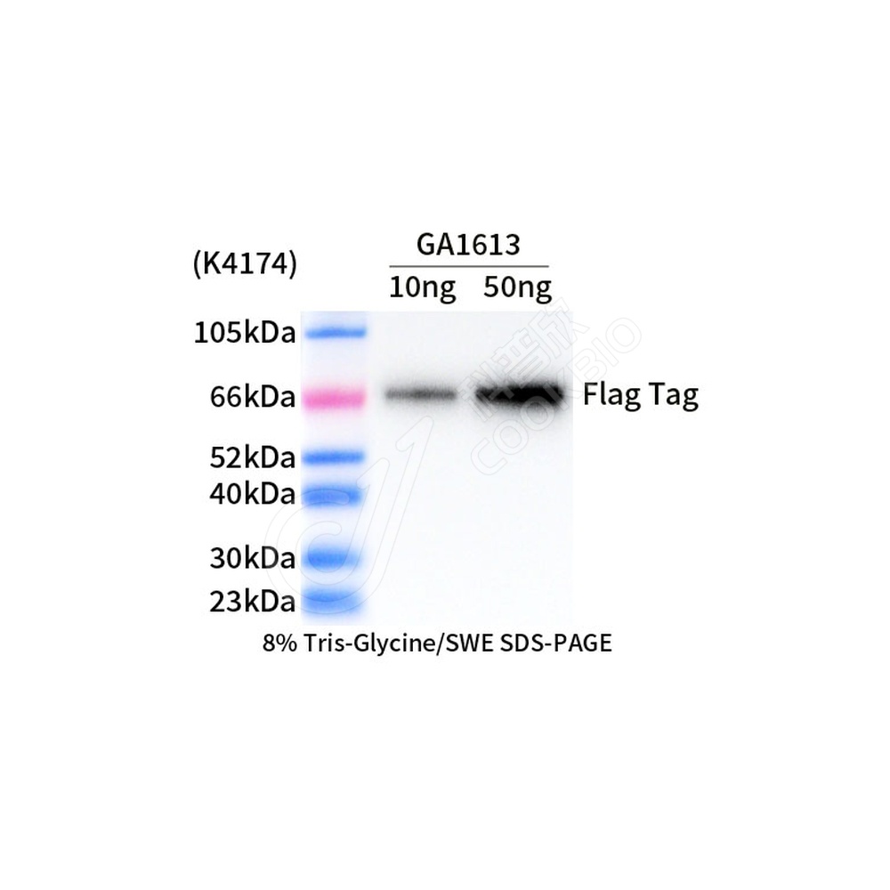 Flag Tag_d1000_WB