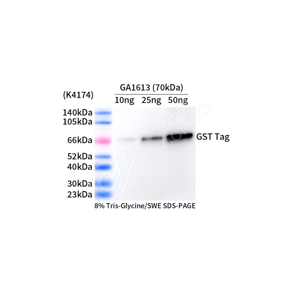 GST Tag_d1000_WB