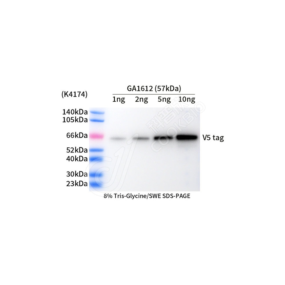 V5 tag_d1000_WB