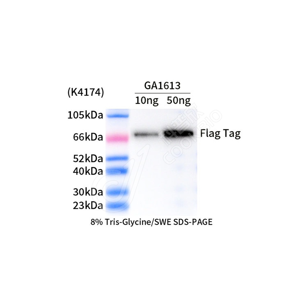 Flag Tag_d1000_WB