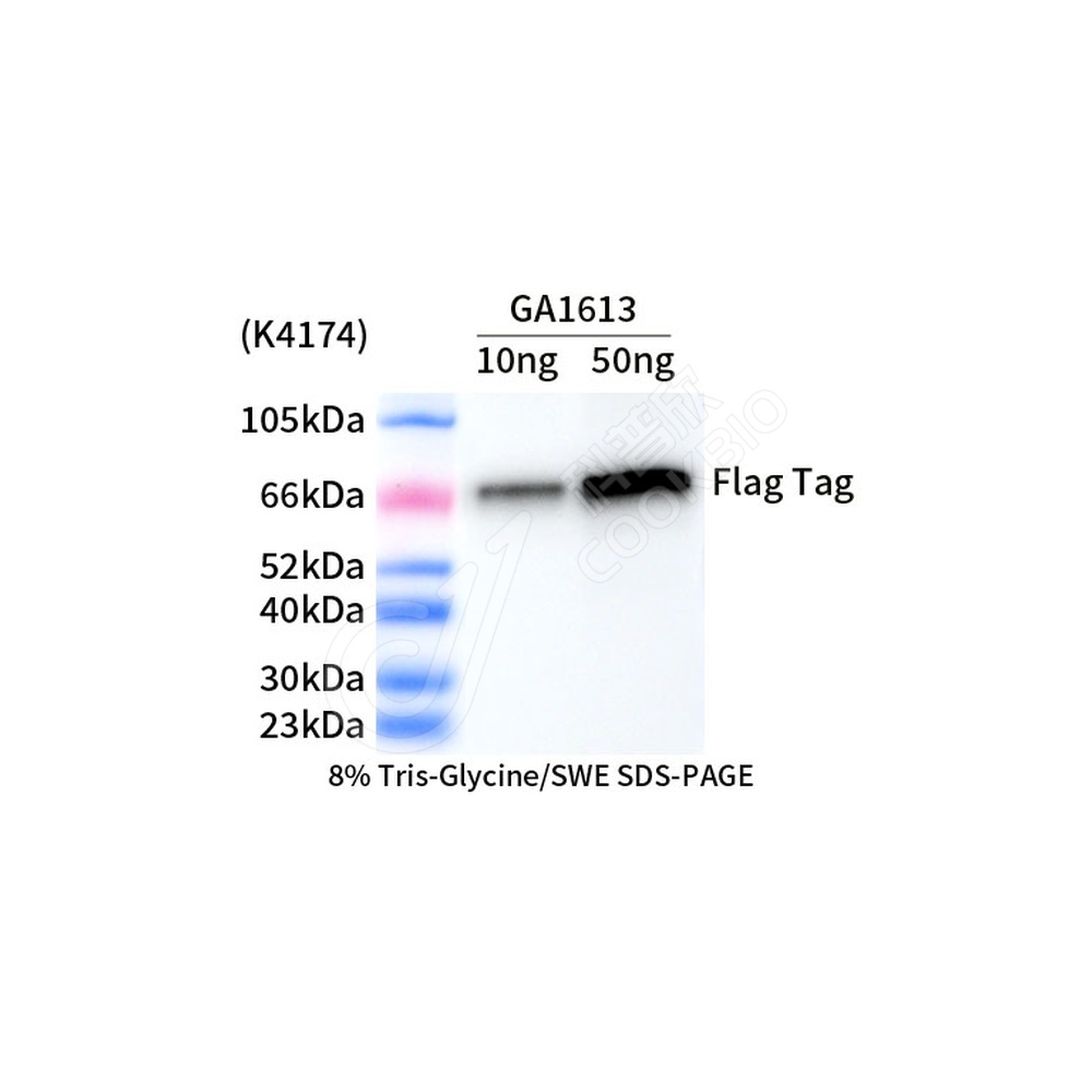 Flag Tag_d2000_WB