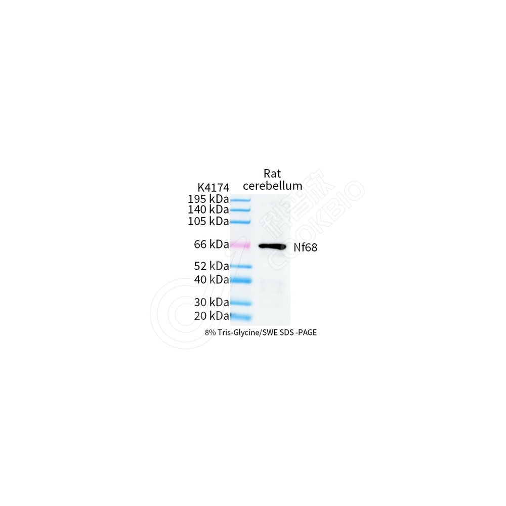 Nf68_WB