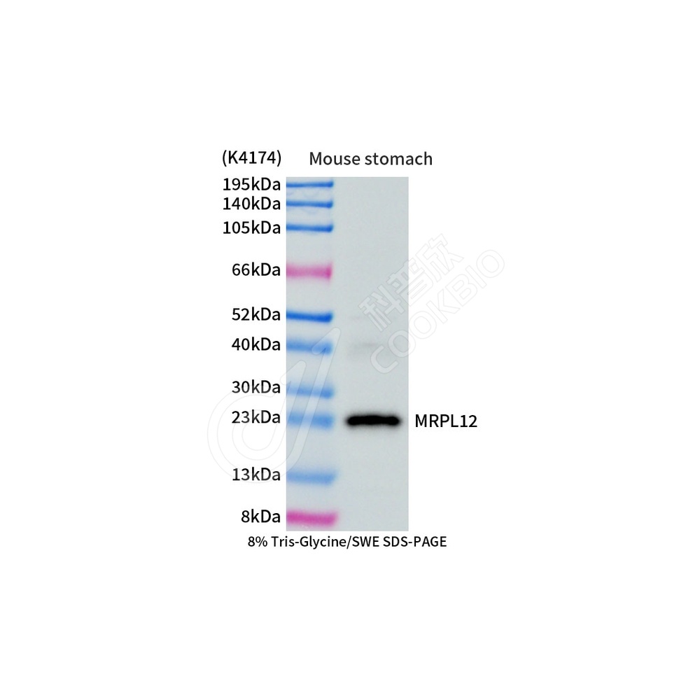 MRPL12_d1000_WB