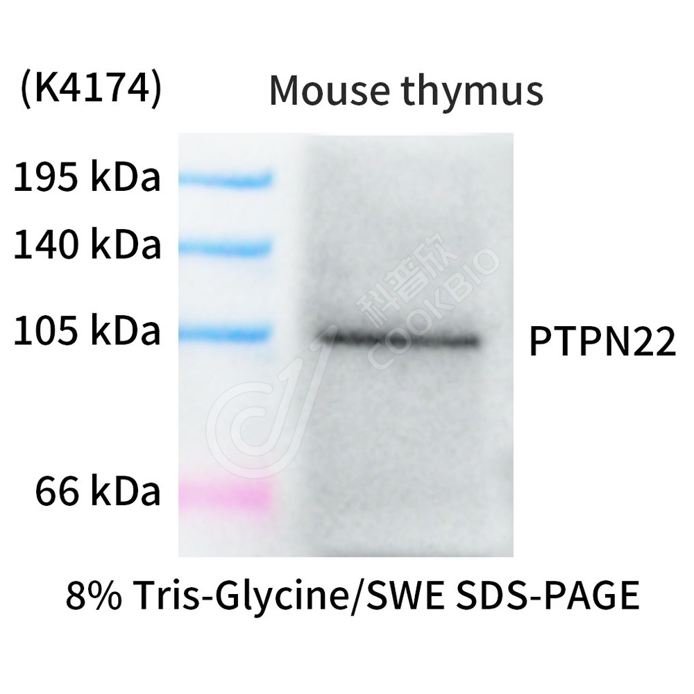 PTPN22_WB